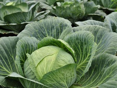 kohl-plant-vegetables-edible